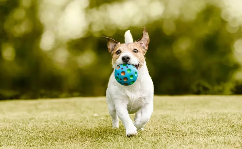 pet segurando uma bolinha para cachorro na boca ao ar livre