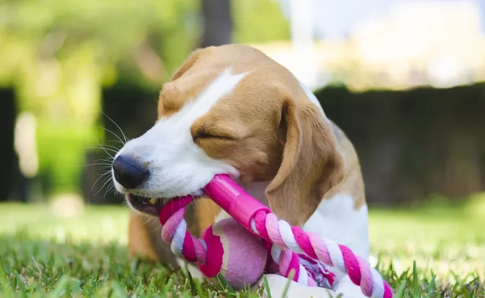 Beagle brincando com um brinquedo para cachorro de corda