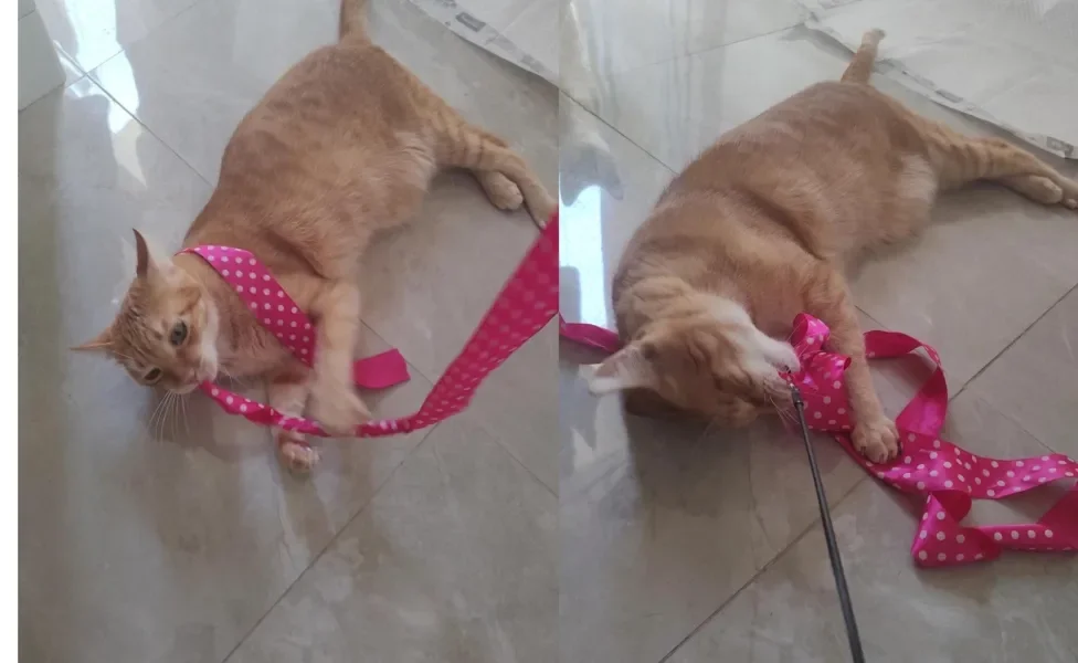 bichano brincando com brinquedo para gato