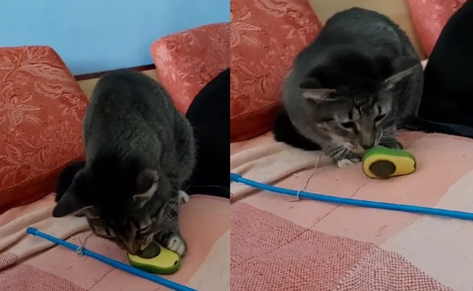 gato brincando com brinquedo