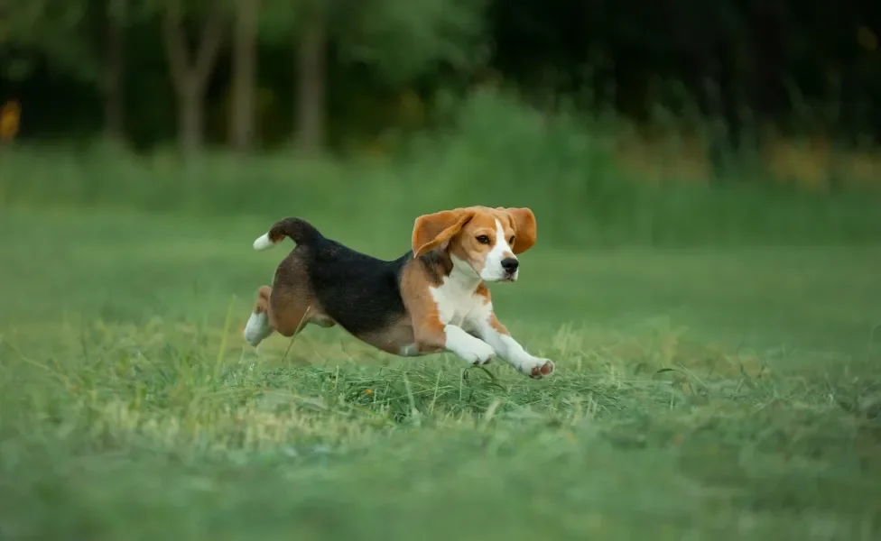 Cão Beagle filhote correndo em gramado