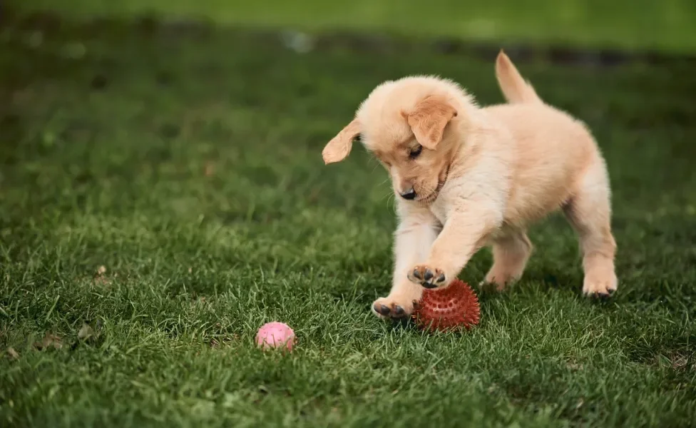 Cachorro filhote amarelo brincando com bolinha de brinquedo em gramado