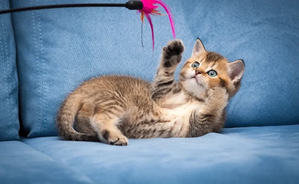 Gatinho filhote brincando com varinha com ponta rosa