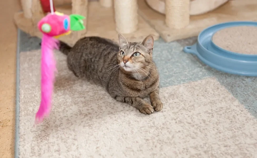 Gato cinza deitado em tapete de olho em brinquedo rosa suspenso