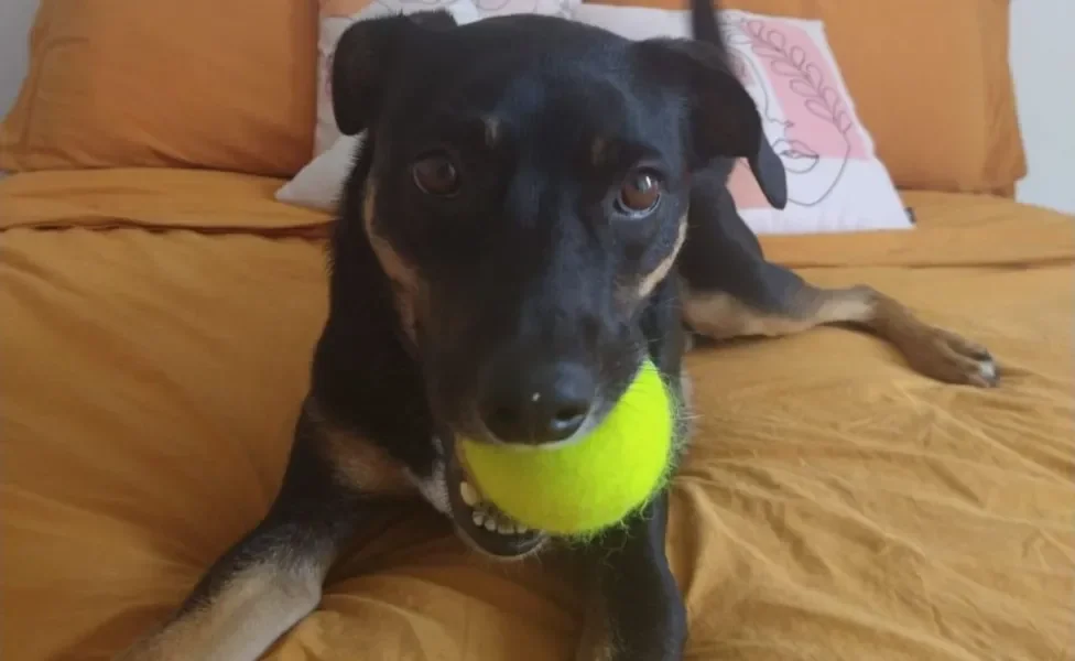 cachorro vira-lata preto com bolinha de tênis na boca