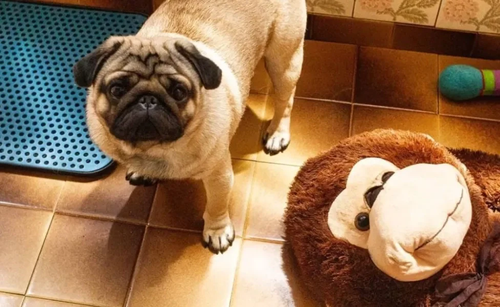 cachorro pug com bichinho de pelúcia