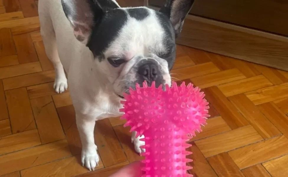 cachorro bulldog francês com brinquedo para cachorro mordedor