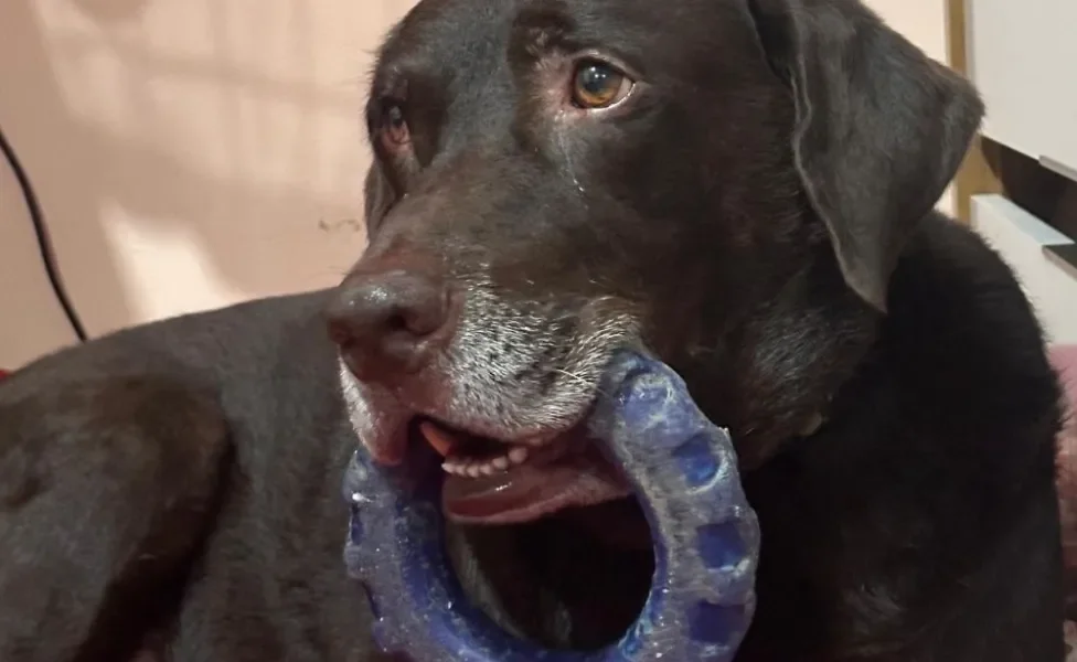 cachorro labrador com brinquedo de rodinha na boca