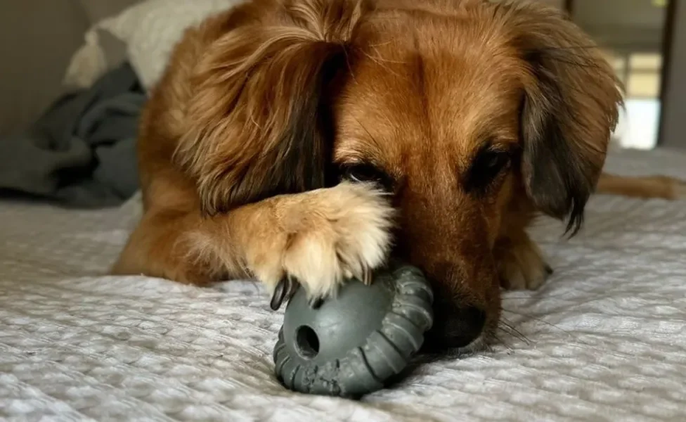 cachorro peludo com bolinha recheada