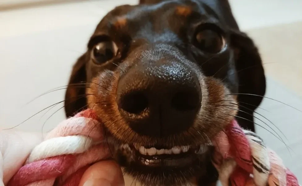 cachorra dachshund com brinquedo de corda