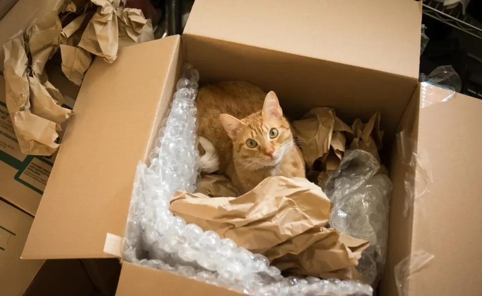 Gato amarelo dentro de caixa de papelão