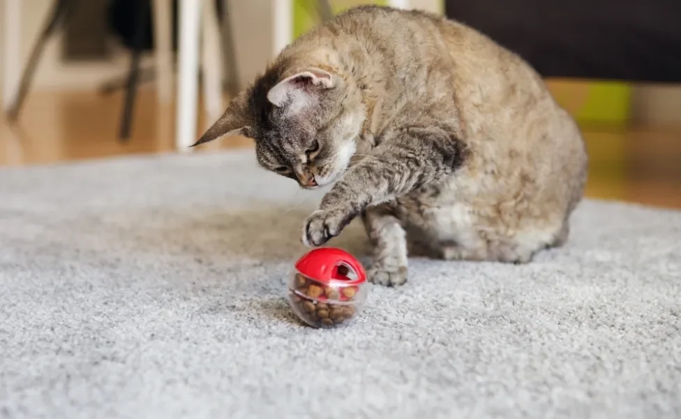 gato brincando com bolinha recheada