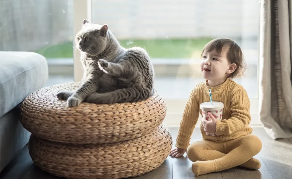 British Shorthair sentado ao lado de criança