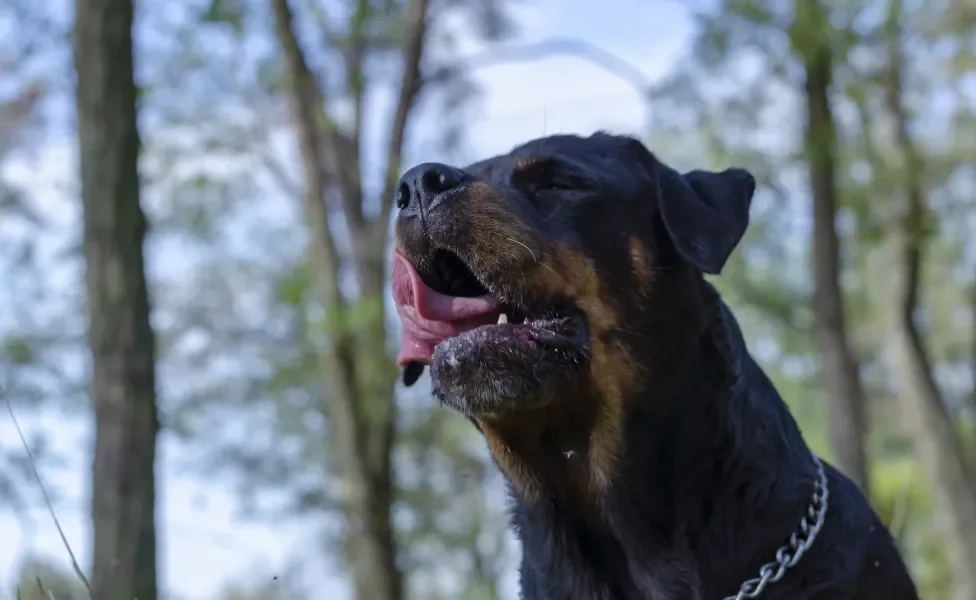 Cachorro com a língua para fora em uma floresta