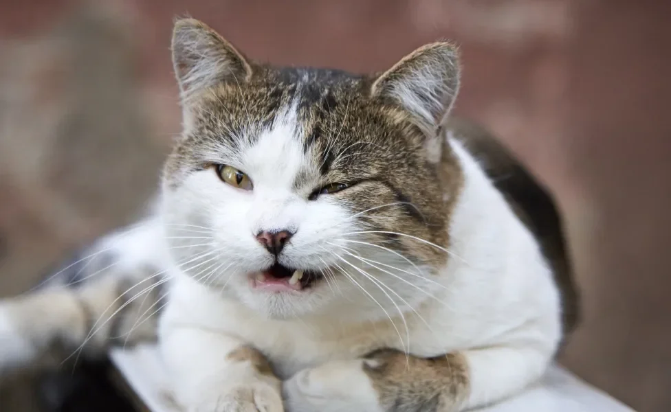 Gato com semblante abatido e incomodado