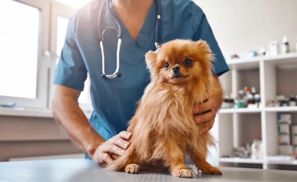 brucelose canina: cachorro fazendo exame no veterinário