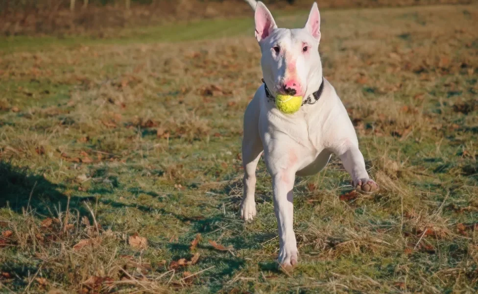 Bull Terrier correndo ao ar livre