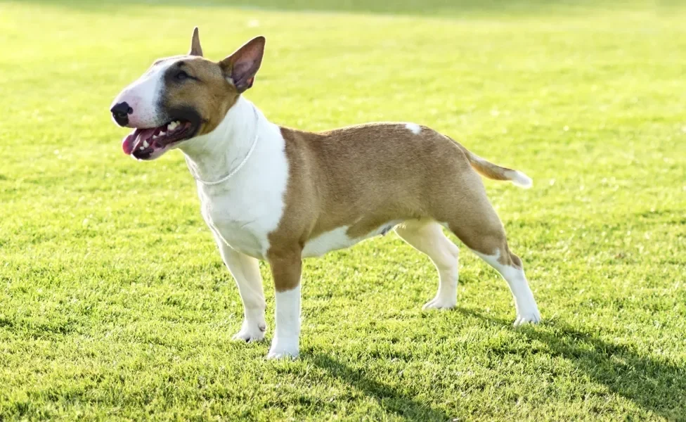 Bull Terrier ao ar livre