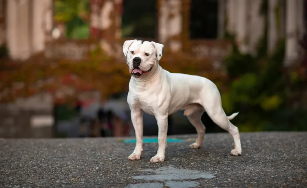 cachorro bulldog americano na calçada