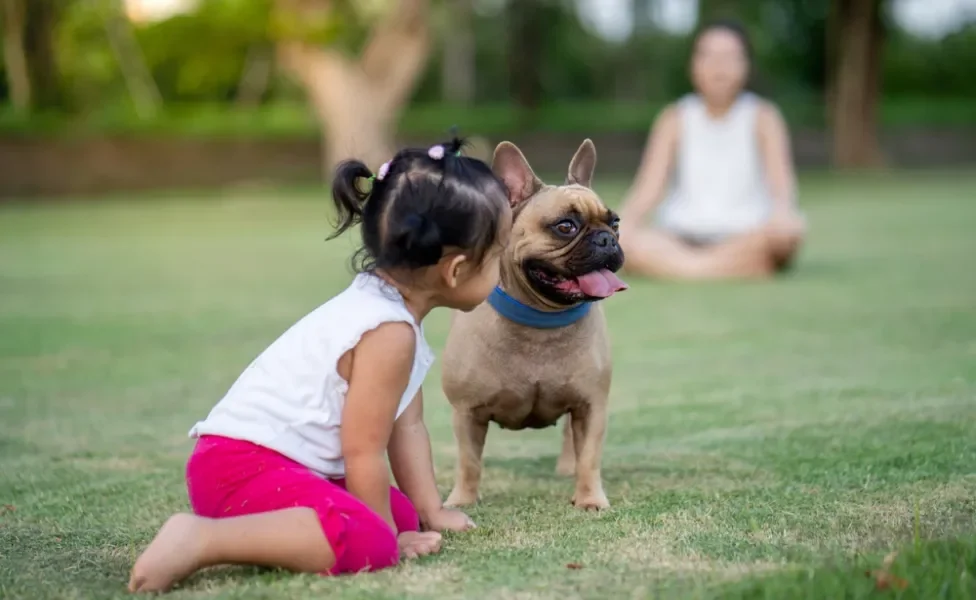 Bulldog Francês brincando com criança ao ar livre