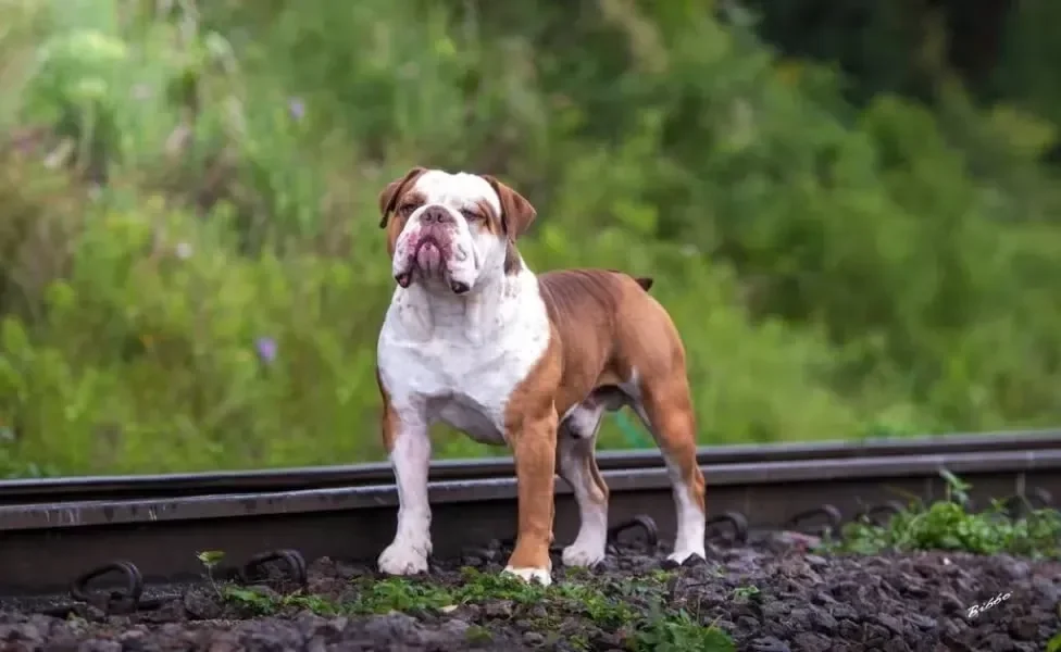 Bulldog Campeiro em pé ao ar livre