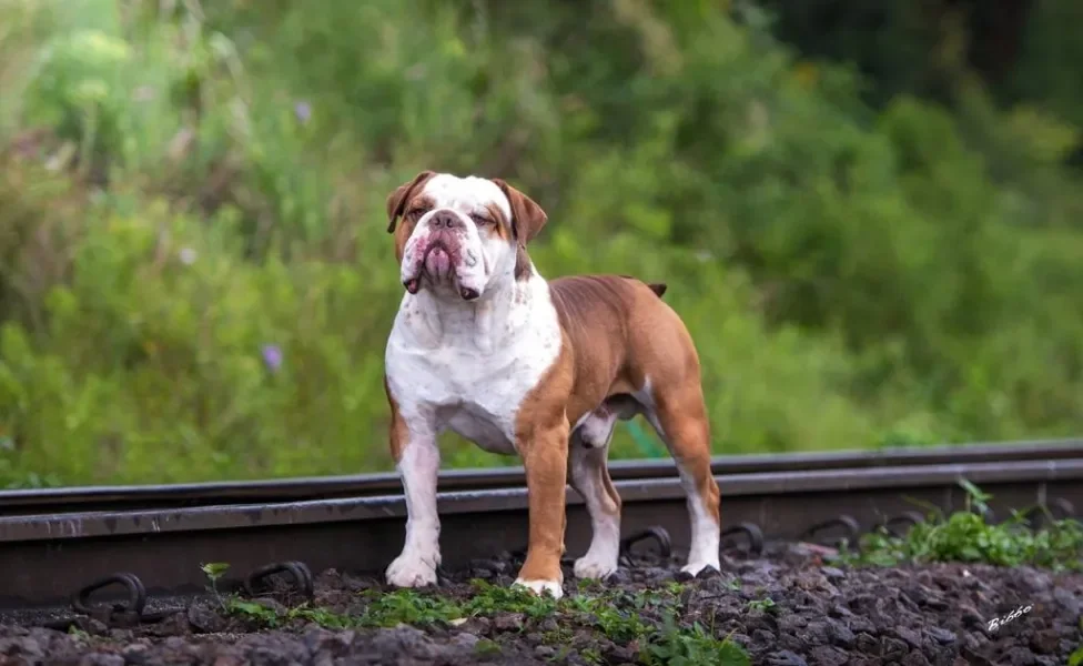 Bulldog Campeiro perto de trilho de trem no mato