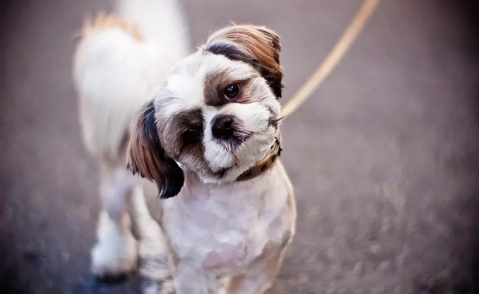 Shih Tzu inclinando a cabeça e usando coleira