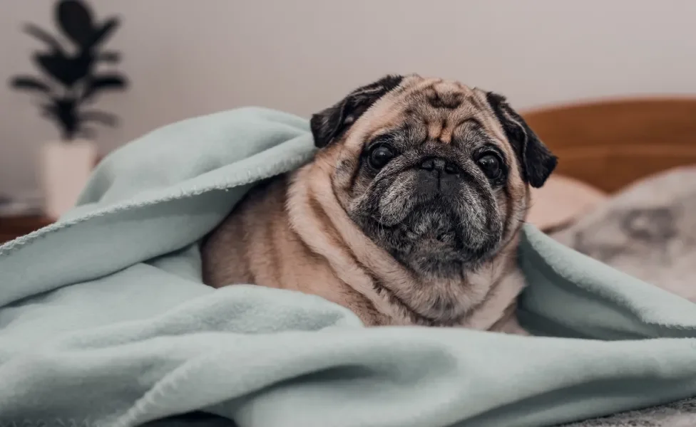 Cão Pug deitado e enrolado em coberta