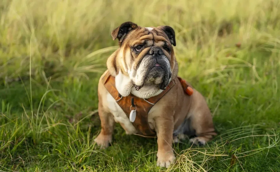 Bulldog Inglês sentado em mato com coleira de peito marrom