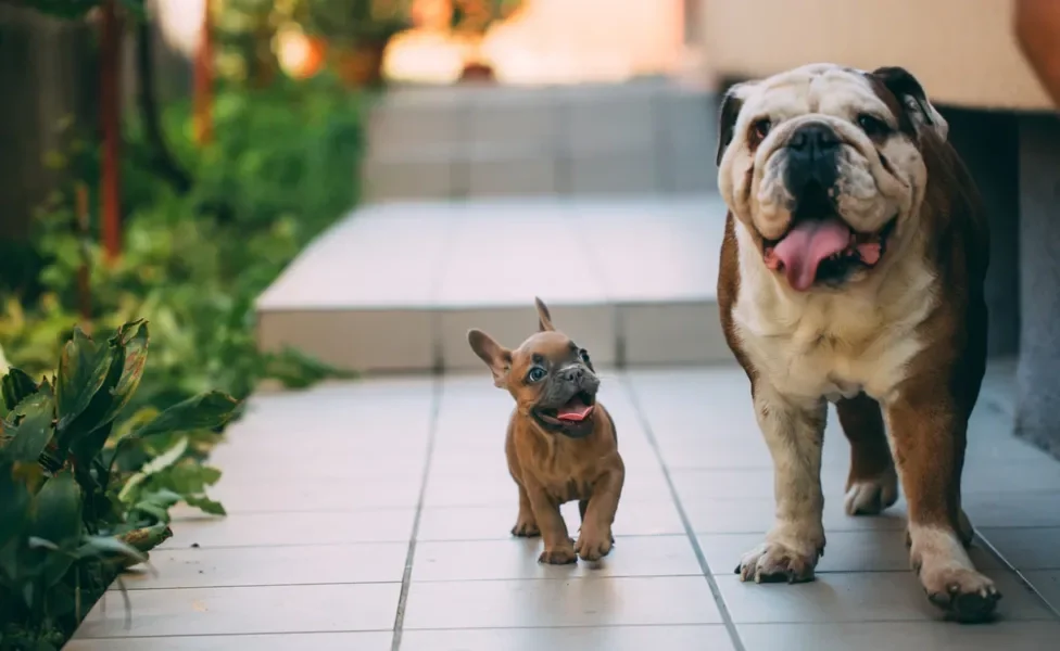 Bulldog Inglês e Bulldog francês lado a lado