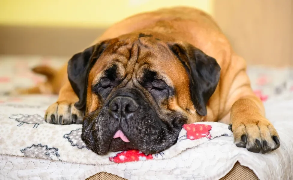 Bullmastiff dormindo em sofá