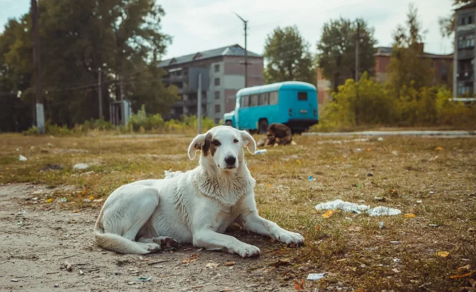 cachorro deitado ao ar livre