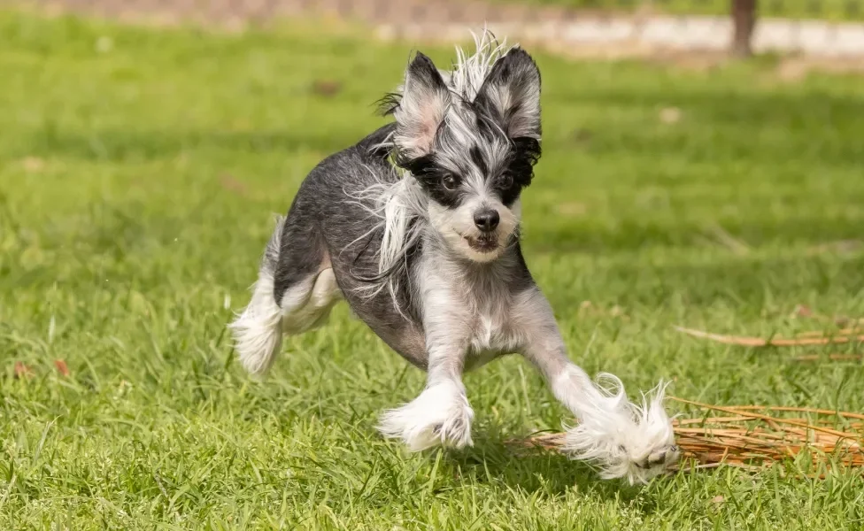 Cão de Crista Chinês correndo