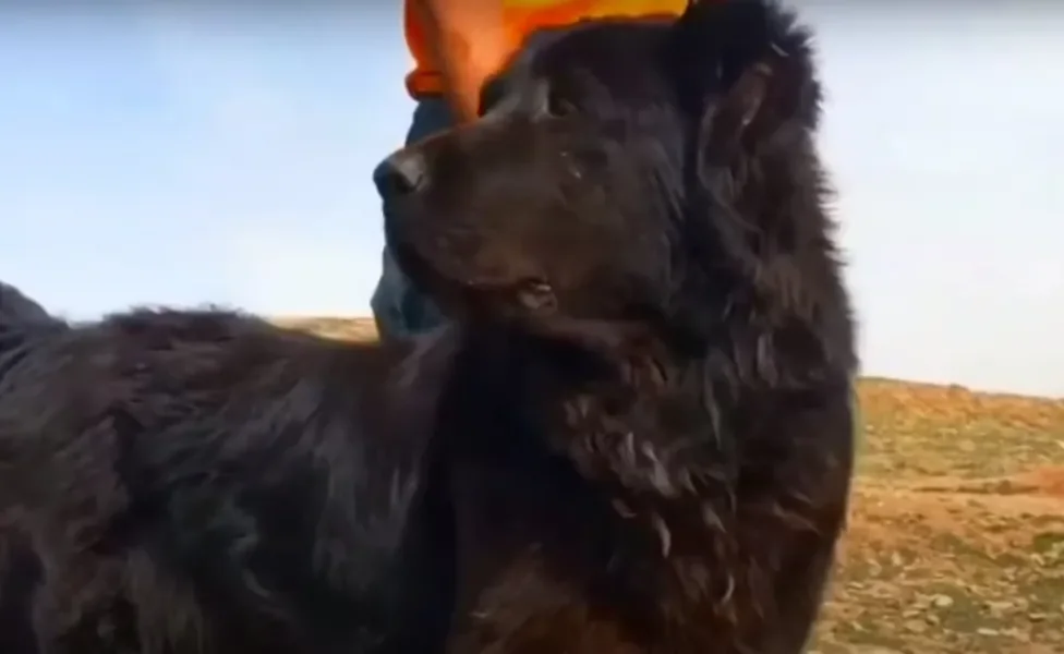 Cão Mastim Persa preto