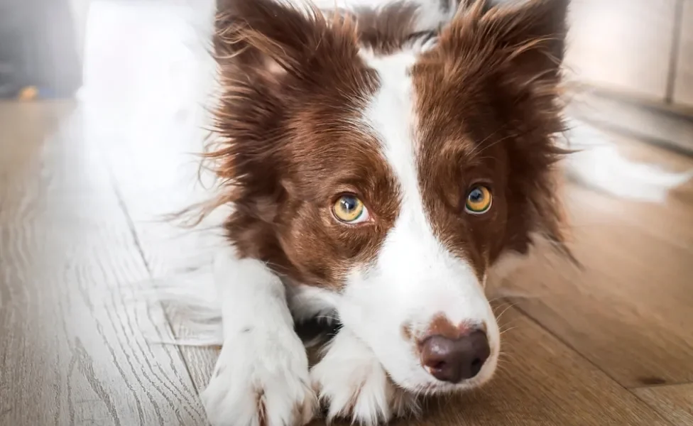 cachorro mais inteligente do mundo border collie branco e marrom olhando para câmera