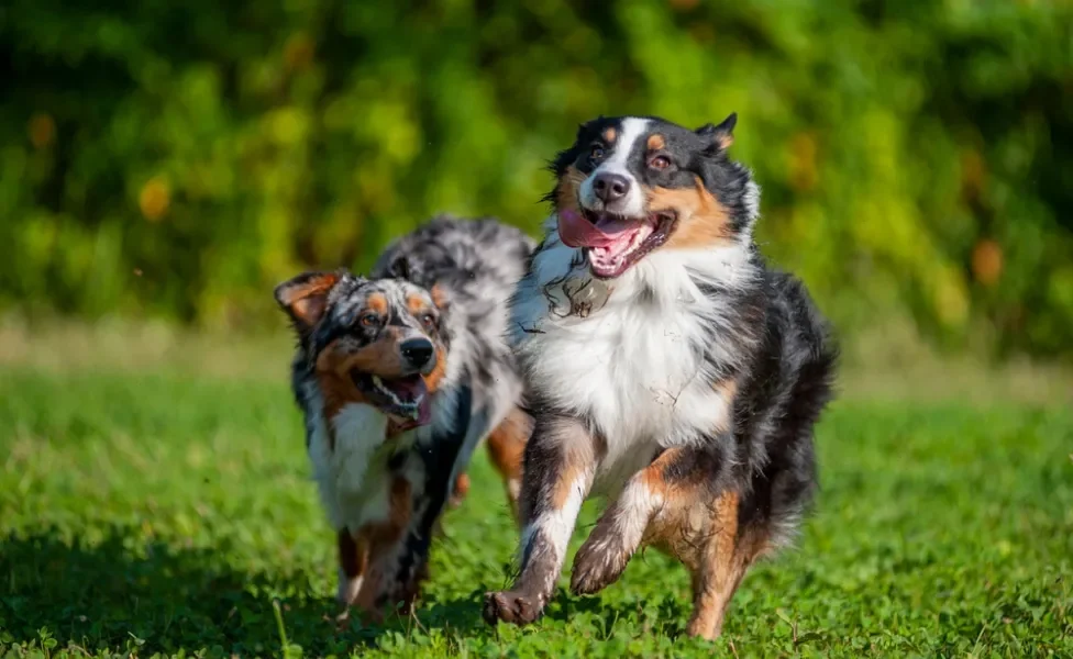 dois cachorros merle correndo