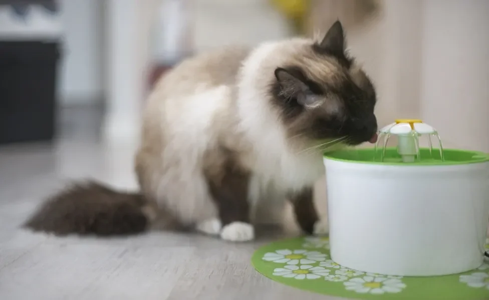 gato com calor bebendo água em fonte