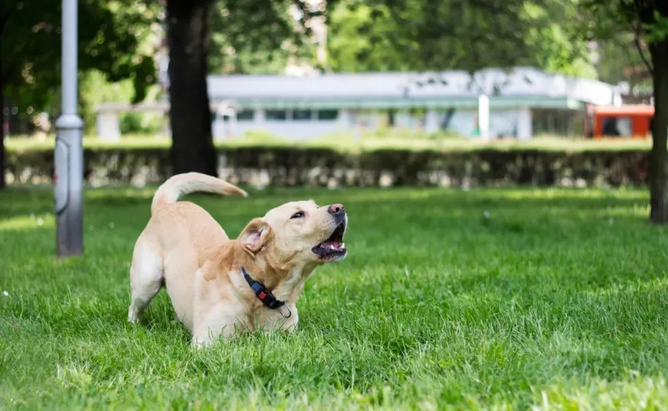 cachorro labrador latindo ao ar livre