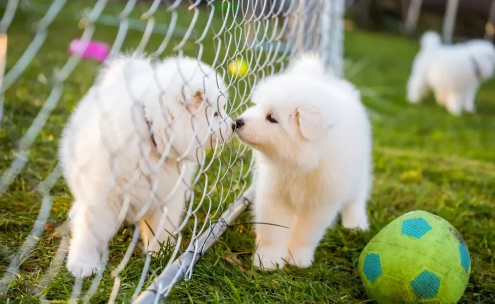 cachorro de raça cheirando outro 