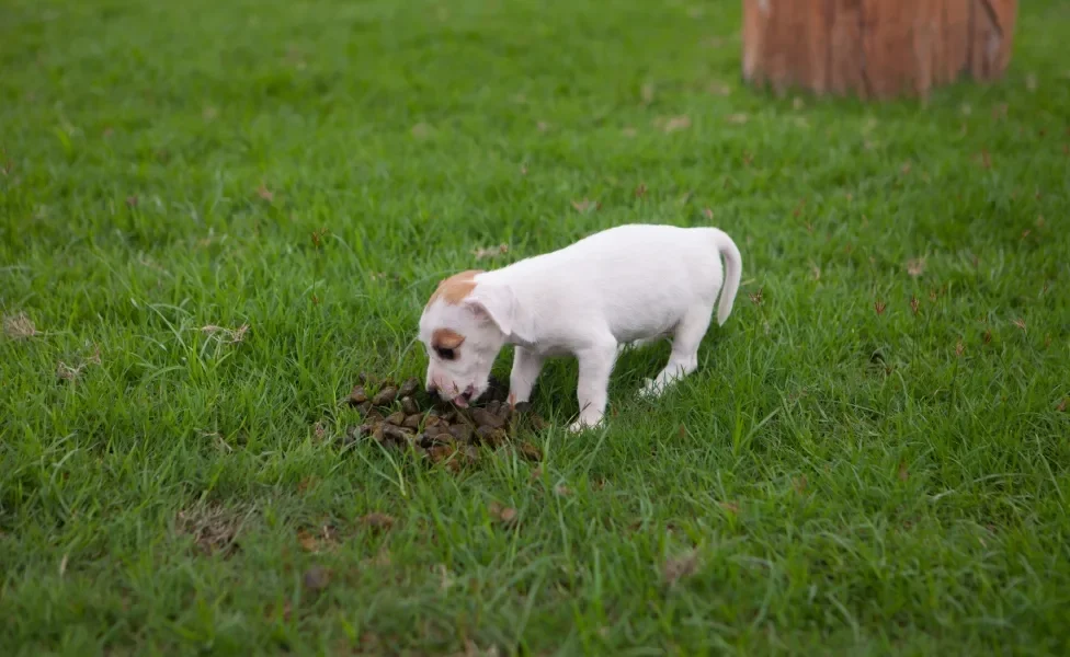 cachorro comendo fezes no quintal