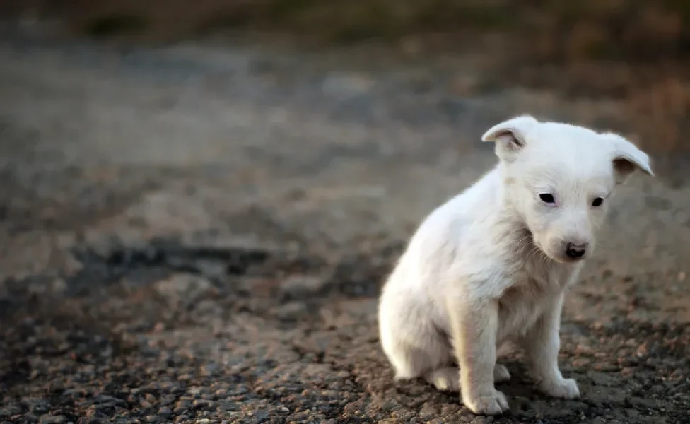 cachorro abandonado sentado na rua