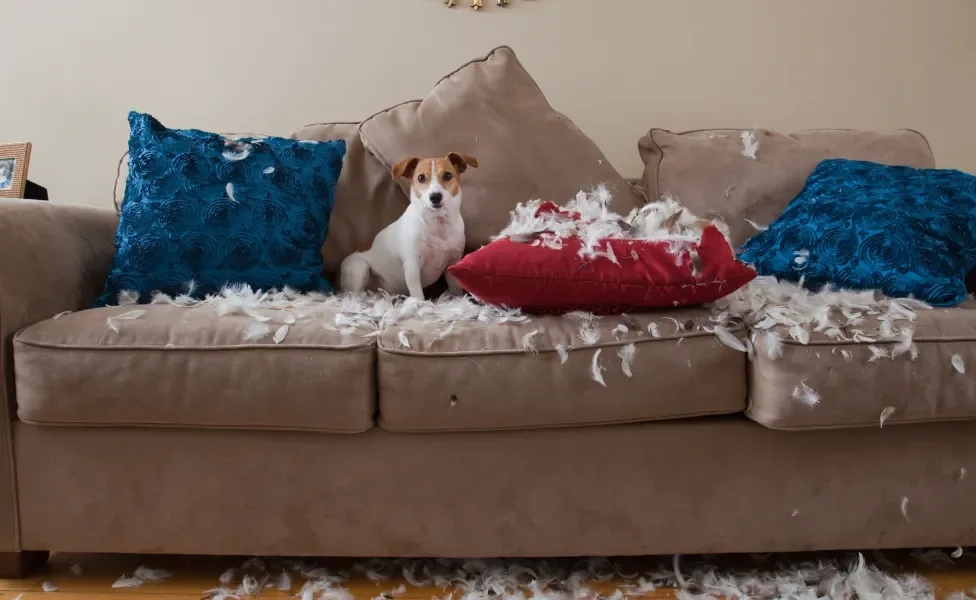 Jack Russel Terrier em cima do sofá com almofadas destruídas