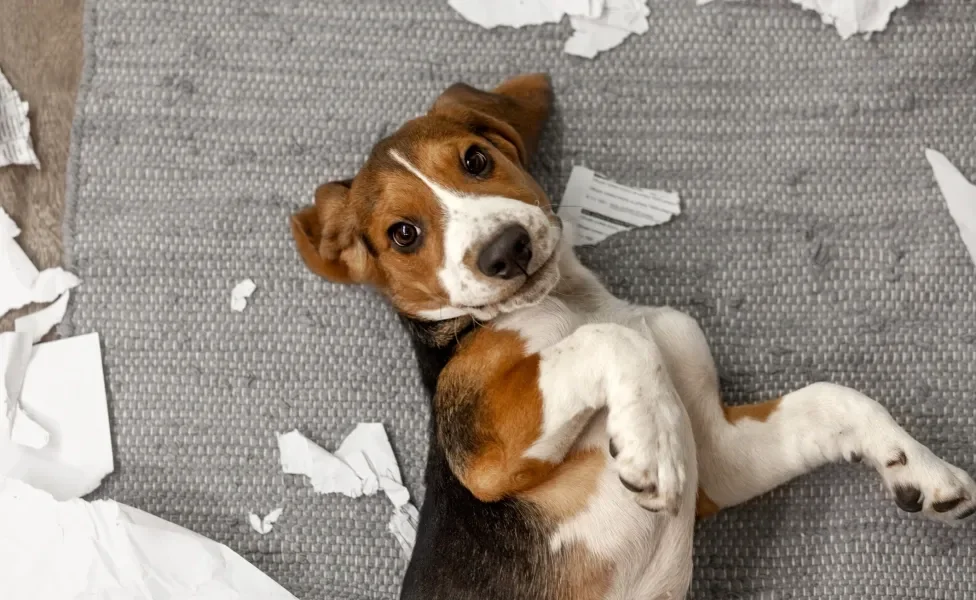 Beagle deitado no sofá com papel destruído ao redor