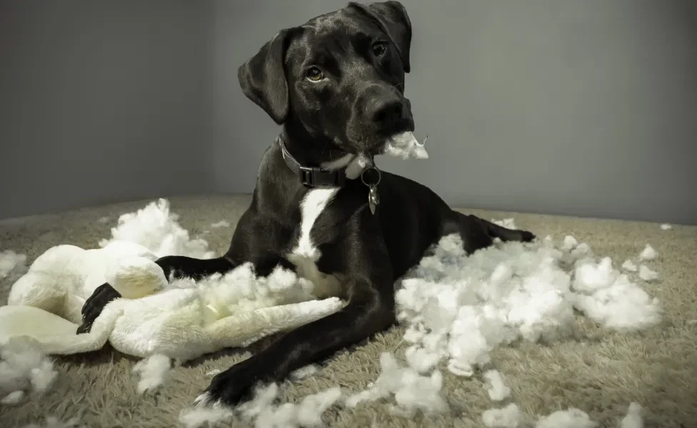 Cachorro vira lata preto deitado com espuma de preencher almofada na boca