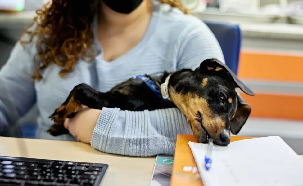 Dachshund deitado no colo de mulher sentada na mesa, tentando morder caneta