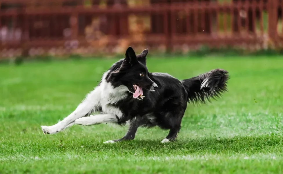 Border Collie preto e branco correndo em gramado