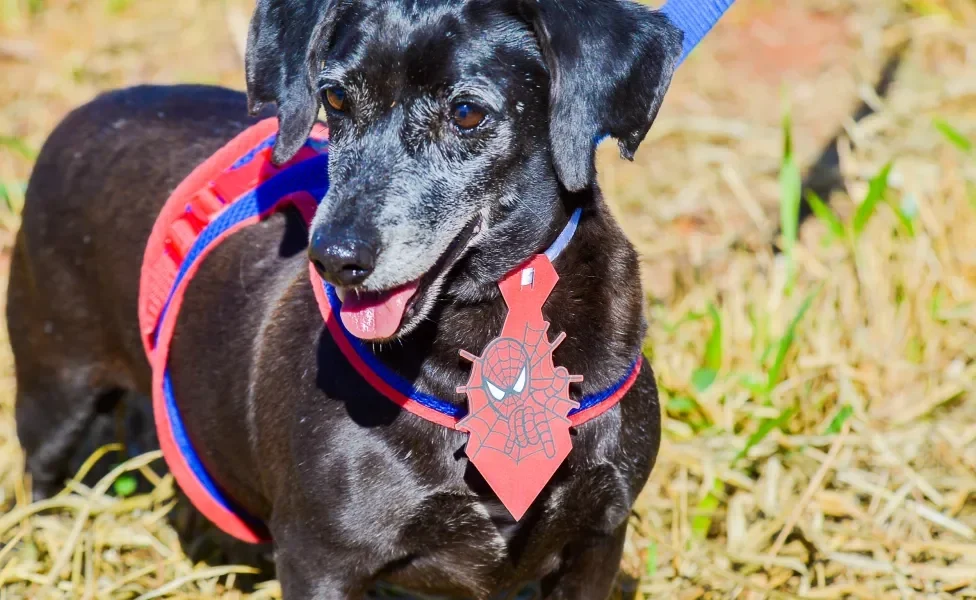 cachorro idoso de coleira oa ar livre