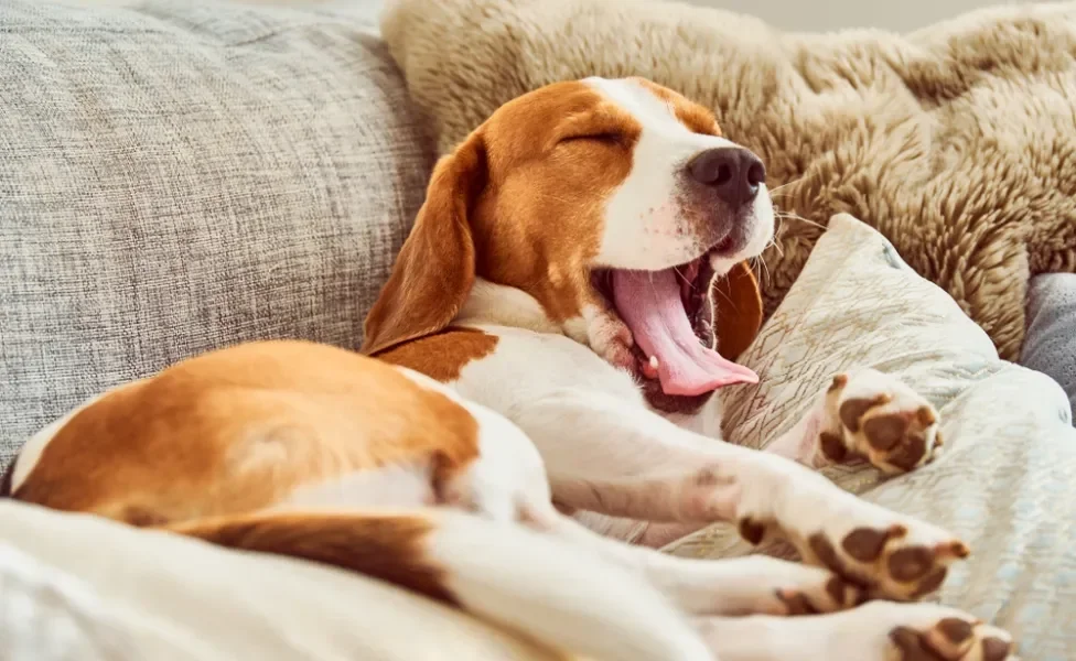 cachorro bocejando deitado no sofá