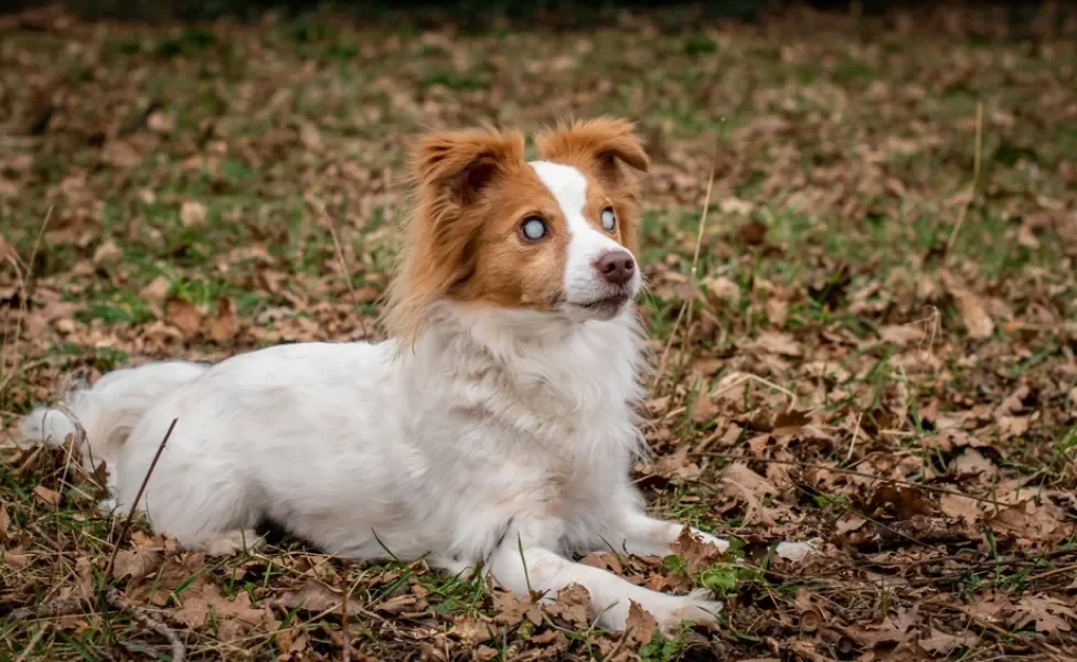 cachorro cego deitado na grama