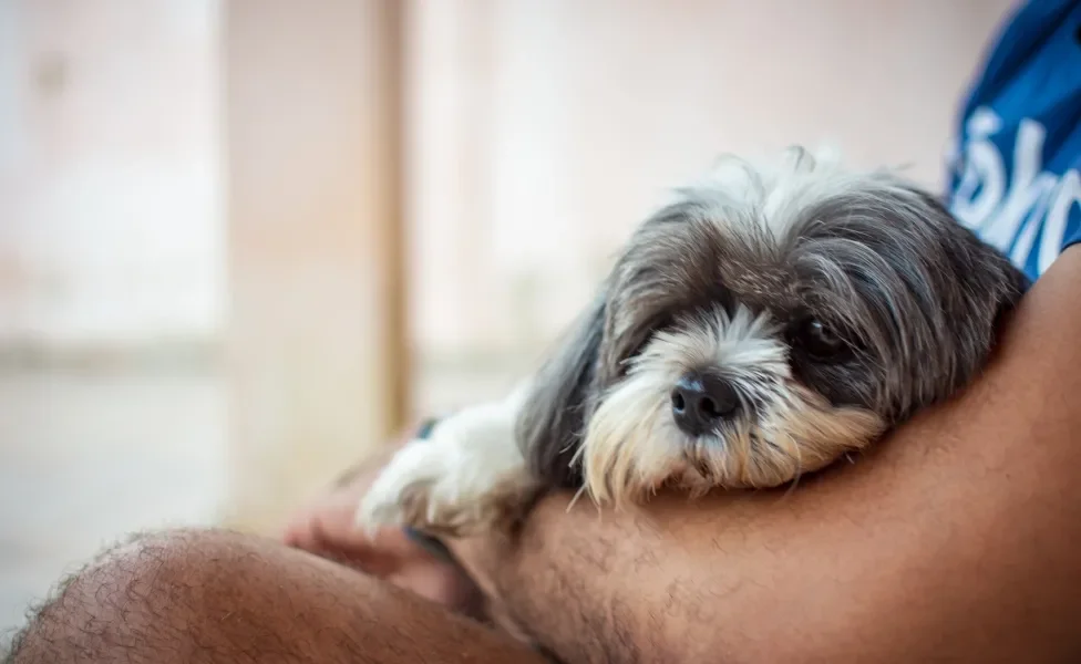 Shih Tzu deitado nos braços em um humano